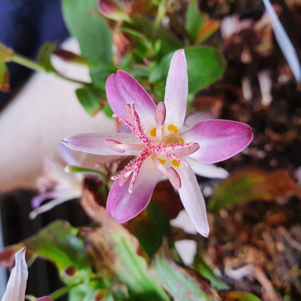 Tricyrtis 'Tojen'. <br/>Tudselilje