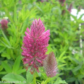 Trifolium rubens.  <br/>Klver