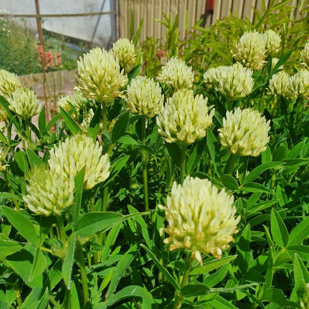 Trifolium pannonicum 'White Tiara'.  <br/>Klver