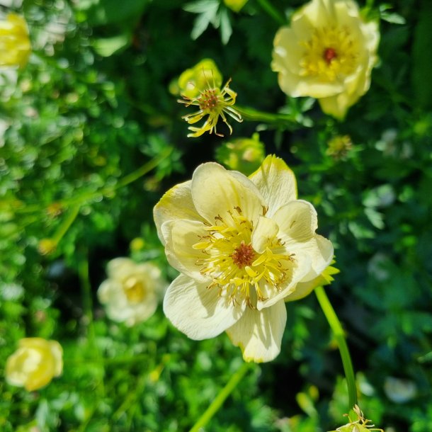 Trollius 'Cheddar'.  <br/>Engblomme