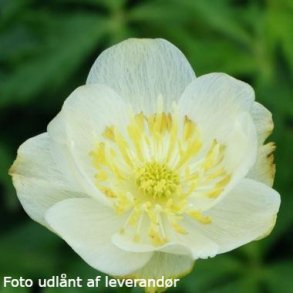 Trollius x cultorum FULL MOON 'Mactr0010'.  <br/>Engblomme