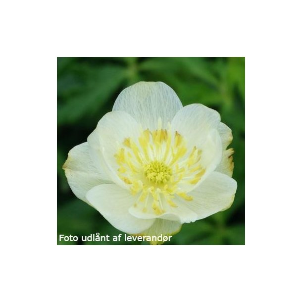 Trollius x cultorum FULL MOON 'Mactr0010'.  <br/>Engblomme