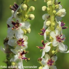 Verbascum chaixii 'Album'. <br/>Kongelys
