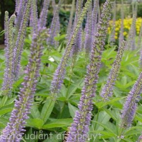 Veronicastrum virginicum 'Apollo'. <br/>Virginsk �renpris