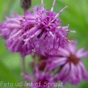 Vernonia arkansana 'Betty Blindeman'. <br/>Vernonia
