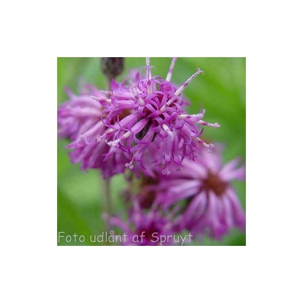 Vernonia arkansana 'Betty Blindeman'. <br/>Vernonia