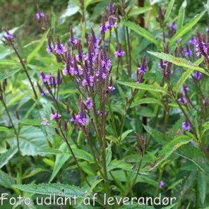 Verbena hastata 'Blue Spires'. <br/>Spydverbena