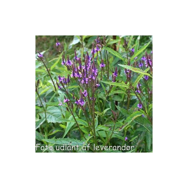 Verbena hastata 'Blue Spires'. <br/>Spydverbena