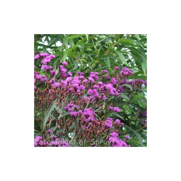 Vernonia arkansana. <br/>Vernonia