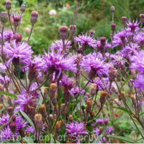 Vernonia arkansana 'Mammuth'. <br/>Vernonia