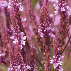 Verbena hastata var. rosea 'Pink Spires'. <br/>Spydverbena