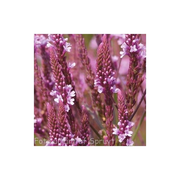 Verbena hastata var. rosea 'Pink Spires'. <br/>Spydverbena