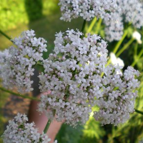 Valeriana officinalis. <br/>Lgebaldrian