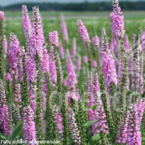 Veronica 'Pink Damask'.<br/> renpris