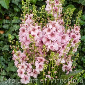Verbascum 'Rosie'. <br/>Kongelys
