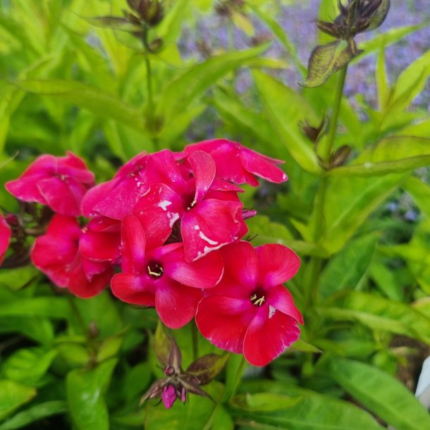 Phlox paniculata Flame 'Watermelon'. <br/>Floks