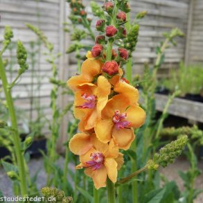 Verbascum 'Clementine'. <br/>Kongelys