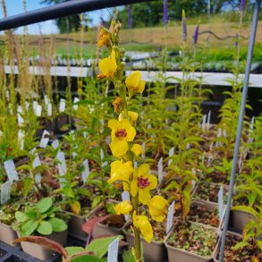 Verbascum nigrum. <br/>Kongelys