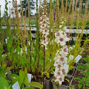 Verbascum nigrum var. album. <br/>Kongelys