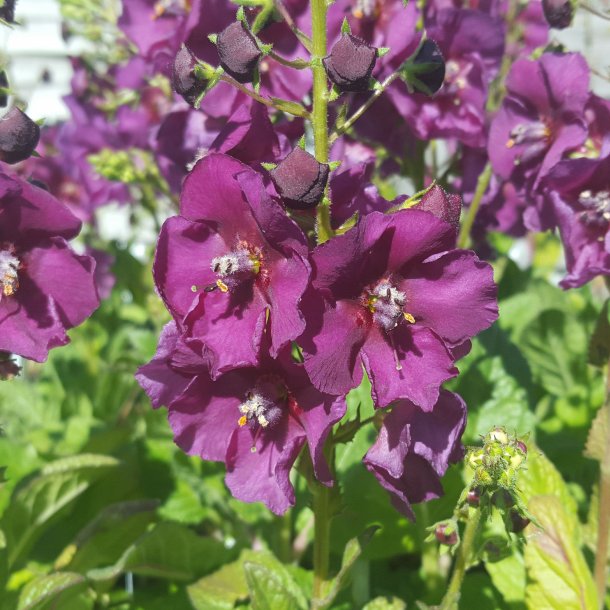 Verbascum 'Plum Smokey'. <br/>Kongelys