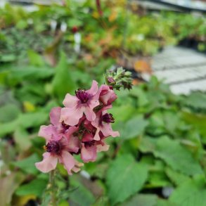 Verbascum 'Southern Charm'. <br/>Kongelys
