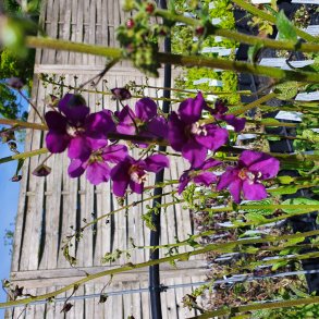 Verbascum phoenicum 'Violetta'. <br/>Kongelys