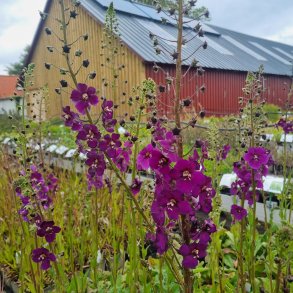 Verbascum phoenicum 'Violetta'. <br/>Kongelys
