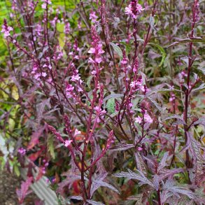 Verbena officinalis 'Bampton'. <br/>Jernurt