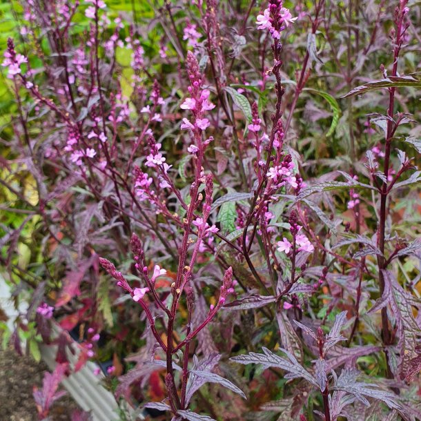 Verbena officinalis 'Bampton'. <br/>Jernurt