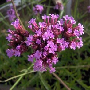 Verbena bonariensis. <br/>Kmpeverbena. NB: Overvintres frostfrit