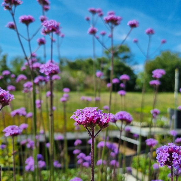 Verbena bonariensis 'Bonnie Blue'. <br/>Kmpeverbena. NB: Overvintres frostfrit