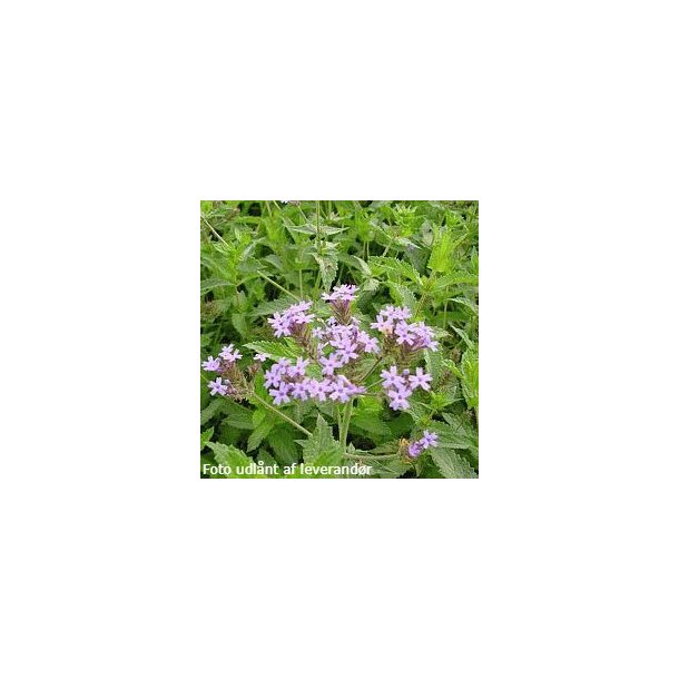 Verbena bonariensis 'Bonnie Blue'. <br/>Kmpeverbena. NB: Overvintres frostfrit
