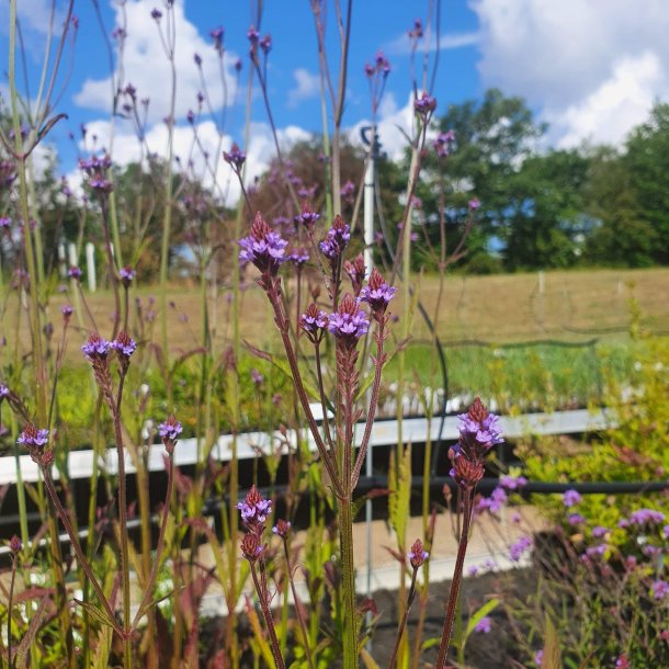 Verbena macdougalii 'Lavender Spires'. <br/>Spydverbena