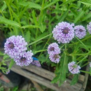 Verbena rigida f. lilacina. <br/>Violjernurt. NB Overvintres frostfrit.