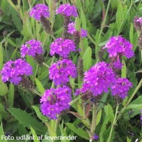 Verbena rigida. <br/>Violjernurt. NB Overvintres frostfrit.