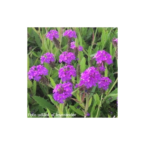 Verbena rigida. <br/>Violjernurt. NB Overvintres frostfrit.