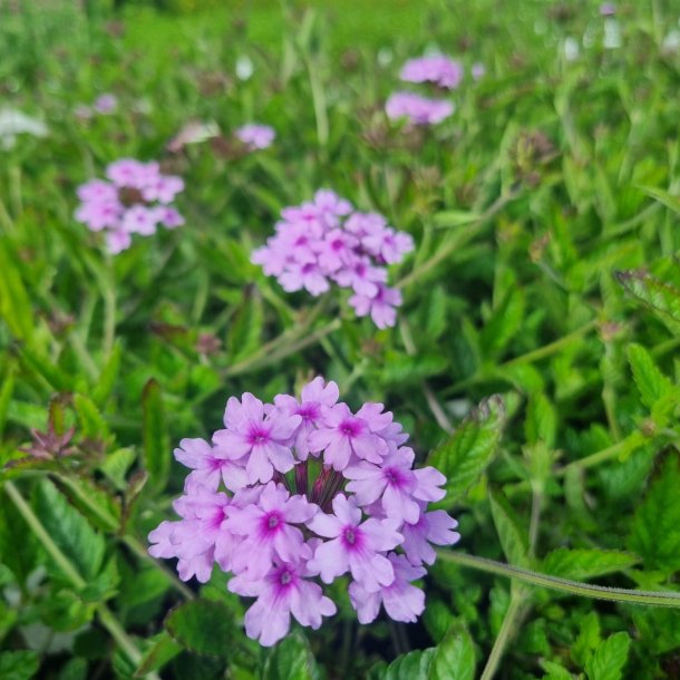 Verbena SEABROOK'S LAVENDER 'Sealav'. <br/>Jernurt