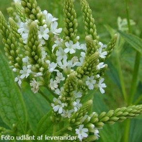 Verbena hastata 'White Spires'. <br/>Spydverbena