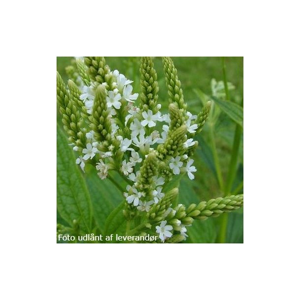 Verbena hastata 'White Spires'. <br/>Spydverbena