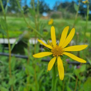 Verbesina helianthoides. <br/>