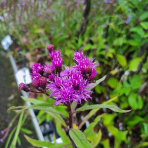 Vernonia gigantea. <br/>Vernonia