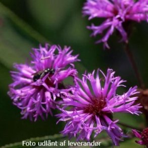 Vernonia noveboracensis. <br/>Vernonia