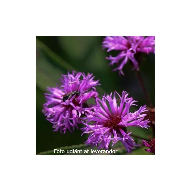 Vernonia noveboracensis. <br/>Vernonia