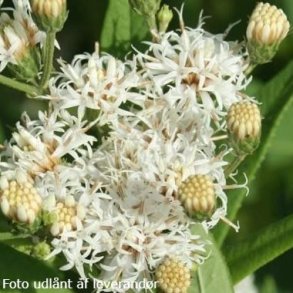 Vernonia noveboracensis 'White Lightning'. <br/>Vernonia