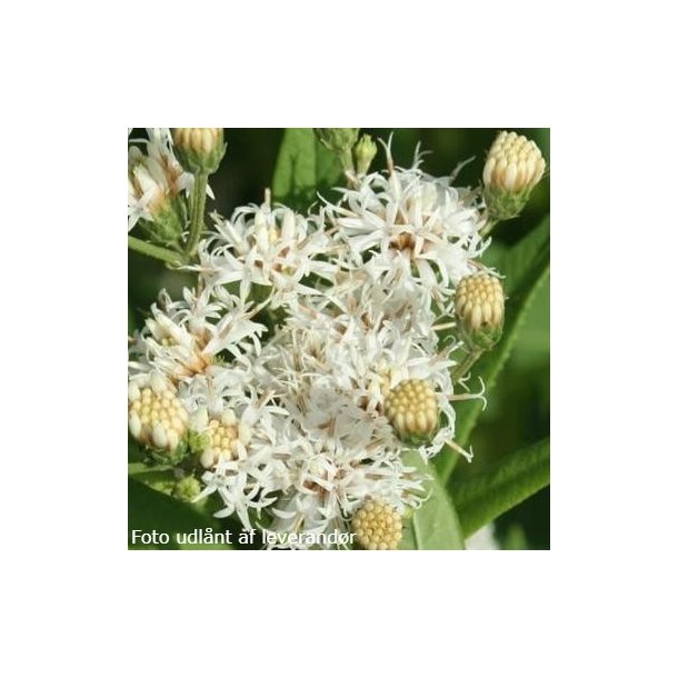 Vernonia noveboracensis 'White Lightning'. <br/>Vernonia