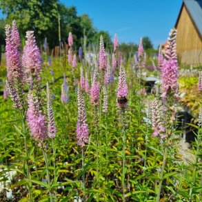Veronica spicata 'Anne'. <br/>�renpris