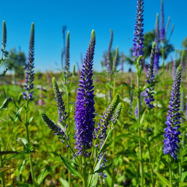 Veronica longifolia 'Blue John'.<br/> �renpris