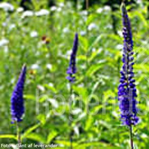 Veronica longifolia 'Blue John'.<br/> �renpris