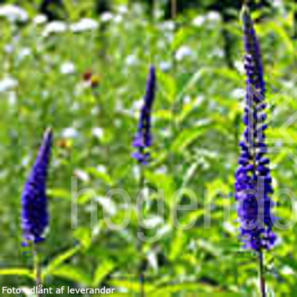Veronica longifolia 'Blue John'.<br/> �renpris