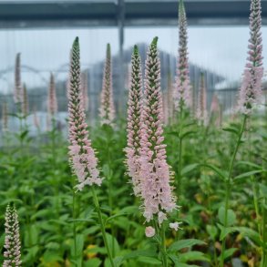 Veronica longifolia FIRST CHOICE 'Allchoice'. <br/>�renpris